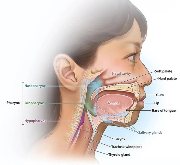 Laryngeal Cancer Treatment Cost in Gurgaon