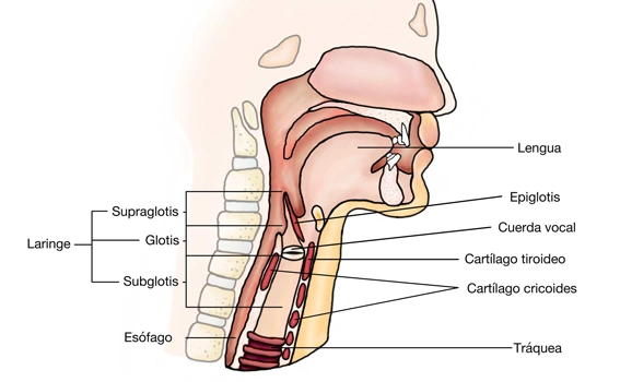 Laryngeal Cancer Staging (TNM System)