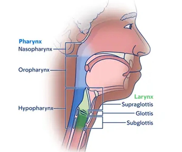 Types of Pharyngeal Cancer