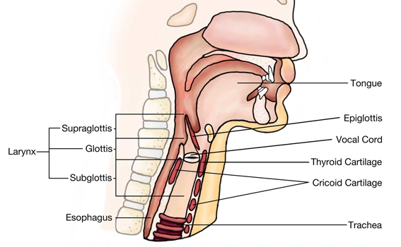 Throat Cancer Staging (TNM System)